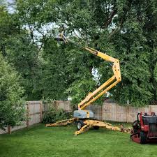 Trusted Beaverton, MI Tree Services Experts